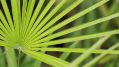 Palmito salvaje: Un posible tratamiento herbal para varias condiciones de salud