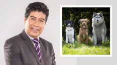 Candidato a alcalde de Quito envía mensaje “dirigido a los perros” ladrando como ellos