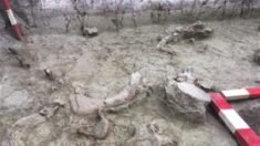 Hallan restos de elefantes prehistóricos en Chile