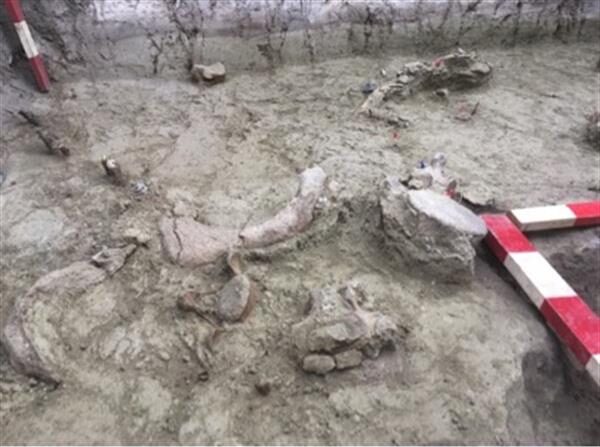 Restos fósiles de gonfoterios que vivieron hace más de 12.000 años, cerca del Lago Taguatagua, en Chile central. Fotografía facilitada por el Instituto Catalán de Paleoecología Humana y Evolución Social (IPHES). EFE

