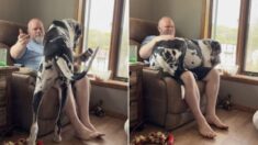 Divertido gran danés pesa 170 libras pero insiste en comportarse como perrito faldero