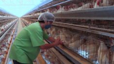 México impone cuarentena a 3 granjas de pollo con virus de influenza aviar
