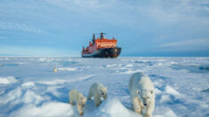 “Un hogar dividido”: Fotos exclusivas de mamá osa polar con sus 3 oseznos en el Polo Norte
