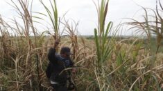 EE.UU. veda productos de azucarera dominicana por denuncias de trabajo forzado