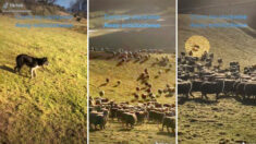 Border Collies ultra-talentosos pastorean 700 ovejas a la velocidad de un rayo y se vuelven virales