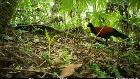 Captan video de exótica paloma multicolor no avistada en 140 años en Papúa Nueva Guinea