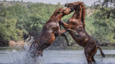 Fotógrafa enfrenta el calor y la fauna del desierto para tomar increíbles fotos de caballos salvajes