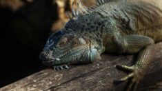 Una iguana se mete en una estación eléctrica y causa un apagón en Florida