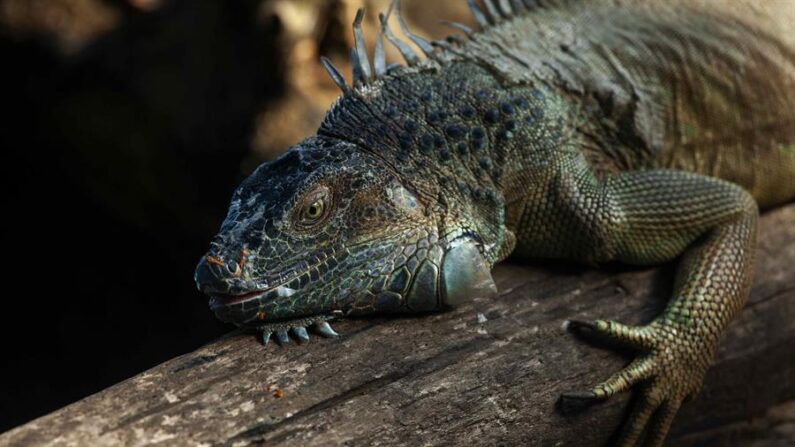 Fotografía de archivo de una iguana. EFE/Jorge Torres