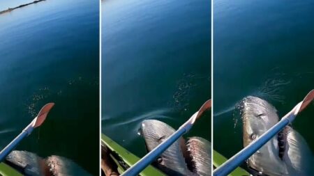 Kayakista graba aterrador momento en que un tiburón blanco se abalanza sobre su remo buscando su pez
