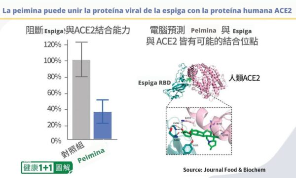 Esta imagen muestra el efecto de la unión de Peimina a la proteína de espiga viral y a la proteína humana ACE2. (Salud 1+1/The Epoch Times)