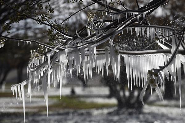 Fotografía de las ramas congeladas de un árbol en la frontera de Ciudad Juárez (México). EFE/Luis Torres
