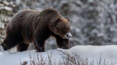 «Tiene un alma muy vieja»: Fotógrafo se encuentra cara a cara con un legendario oso pardo gigante
