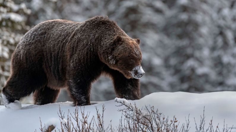 “Tiene un alma muy vieja”: Fotógrafo se encuentra cara a cara con un legendario oso pardo gigante