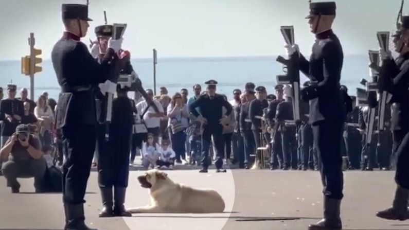 Perro toma siesta en medio de desfile del ejército: "Es el perro más perezoso de la ciudad"