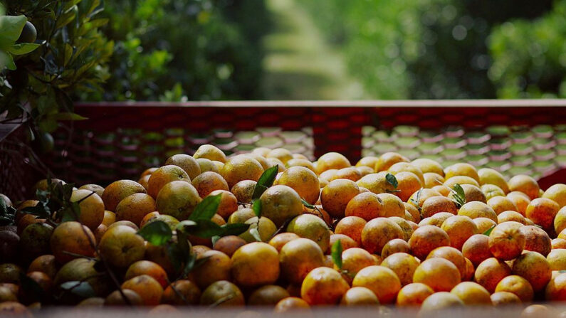 Naranjas cosechadas por los trabajadores de Sorrells Brothers Packing Co., Inc esperan a ser transportadas desde los campos el 13 de julio de 2006 en Arcadia, Florida. (Joe Raedle/Getty Images)