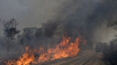 Incendios forestales afectan a 9000 familias en Bolivia
