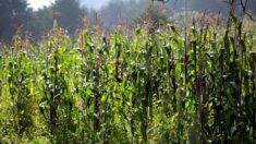 México recibe solicitud de EE.UU. para abrir un panel de controversias por maíz transgénico