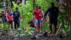 Más de 243,000 migrantes ilegales cruzaron la selva del Darién en 2022