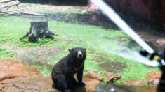 Sacrifican a oso negro de zoo de Florida que se escapó e hirió a un cuidador