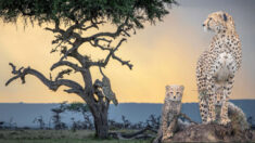 Fotógrafo comparte majestuosas imágenes de guepardos en acción por el Día Internacional del Guepardo