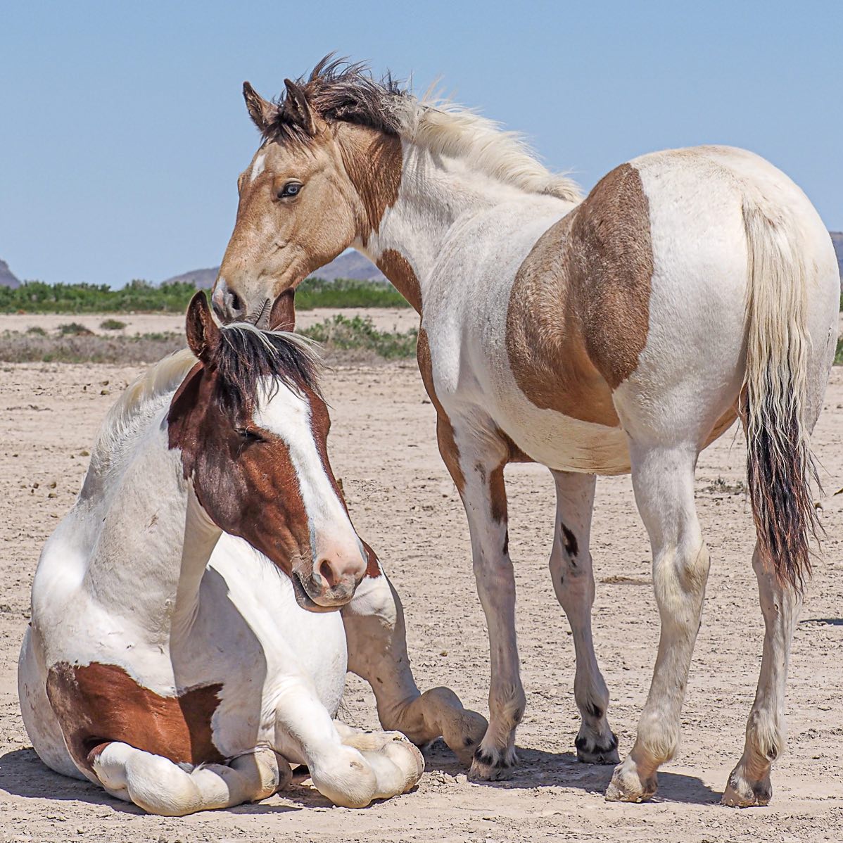 El dúo de hermanos, Jasper y la potra de ojos azules juntos por varios años, descansando. Son caballos salvajes Onaqui, ubicados en Utah. (Cortesía de Susan Goudge)