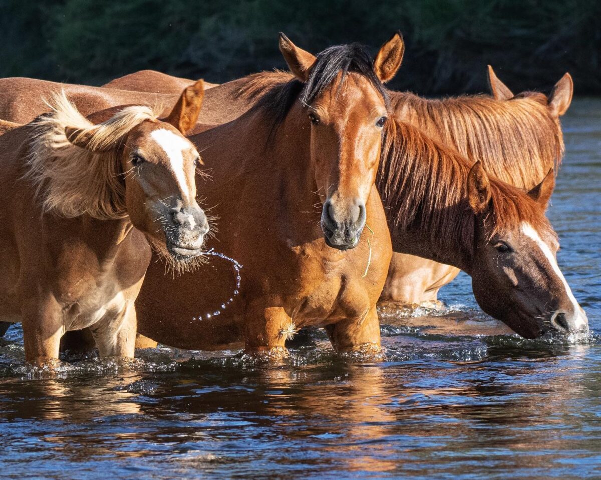 La banda de una familia de caballos salvajes de Salt River bebe en el río. (Cortesía de Susan Goudge )