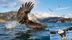 Fotógrafo de aves capta majestuosas águilas calvas cazando peces en los mares de Alaska