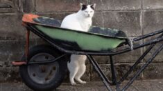 Fotógrafo capta las travesuras de los gatos callejeros en Japón con sus oportunas imágenes