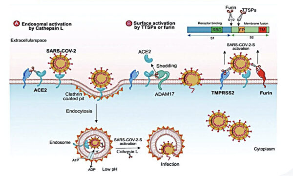 Mecanismos relacionados con la infección de células por COVID-19. (Salud 1+1/The Epoch Times)