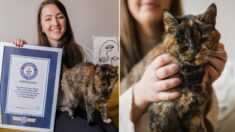 Flossie, la gata viva más vieja, obtiene Récord Guinness a los 26 años: ¡Equivale a 120 años humanos!
