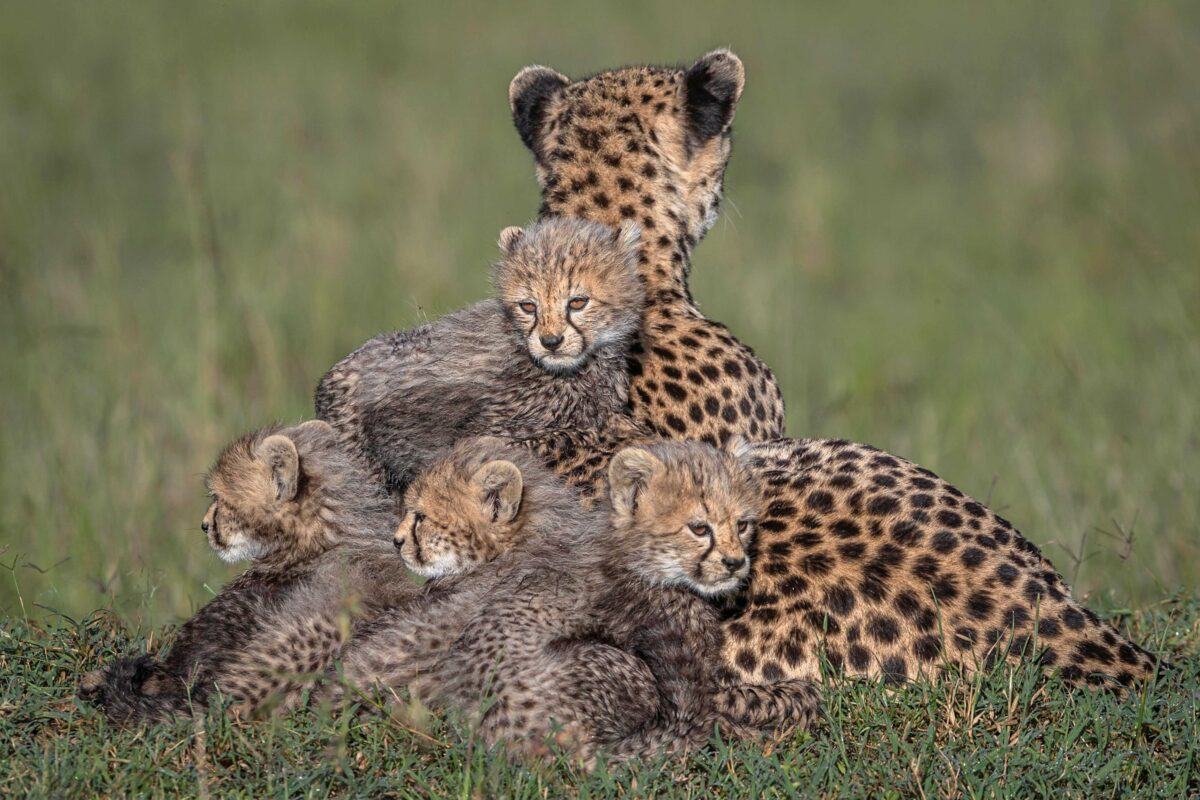 Imagen de una familia de guepardos tranquilos relajándose en el Mara. (SWNS)