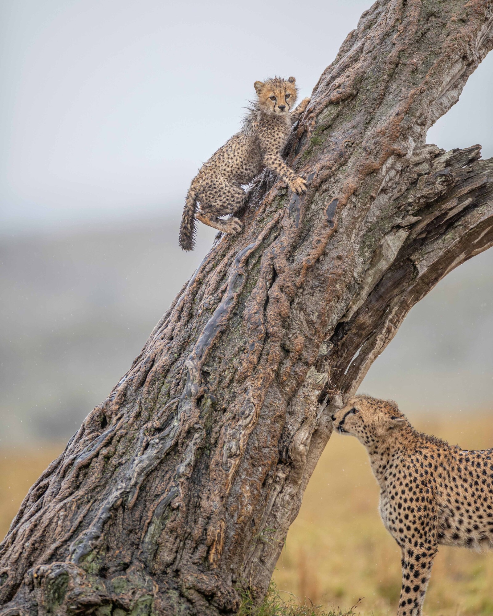 Un cachorro de guepardo sube a un árbol junto a un gran felino adulto de la misma especie. (SWNS)