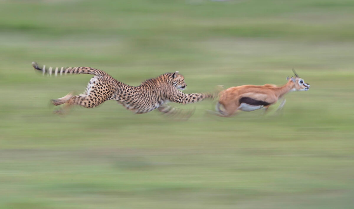 Con la velocidad de un rayo, un guepardo cazador atrapa a su presa mientras corre. (SWNS)