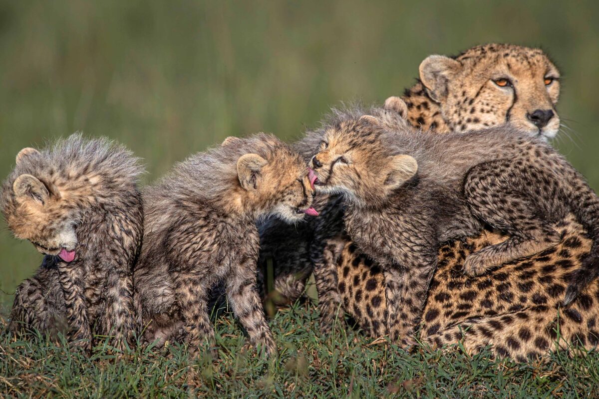 La foto muestra a los cachorros de guepardo acicalándose. (SWNS)