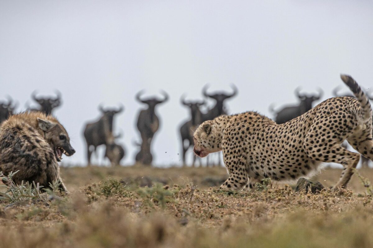 Mientras se da un festín, un guepardo advierte a una hiena carroñera. (SWNS)