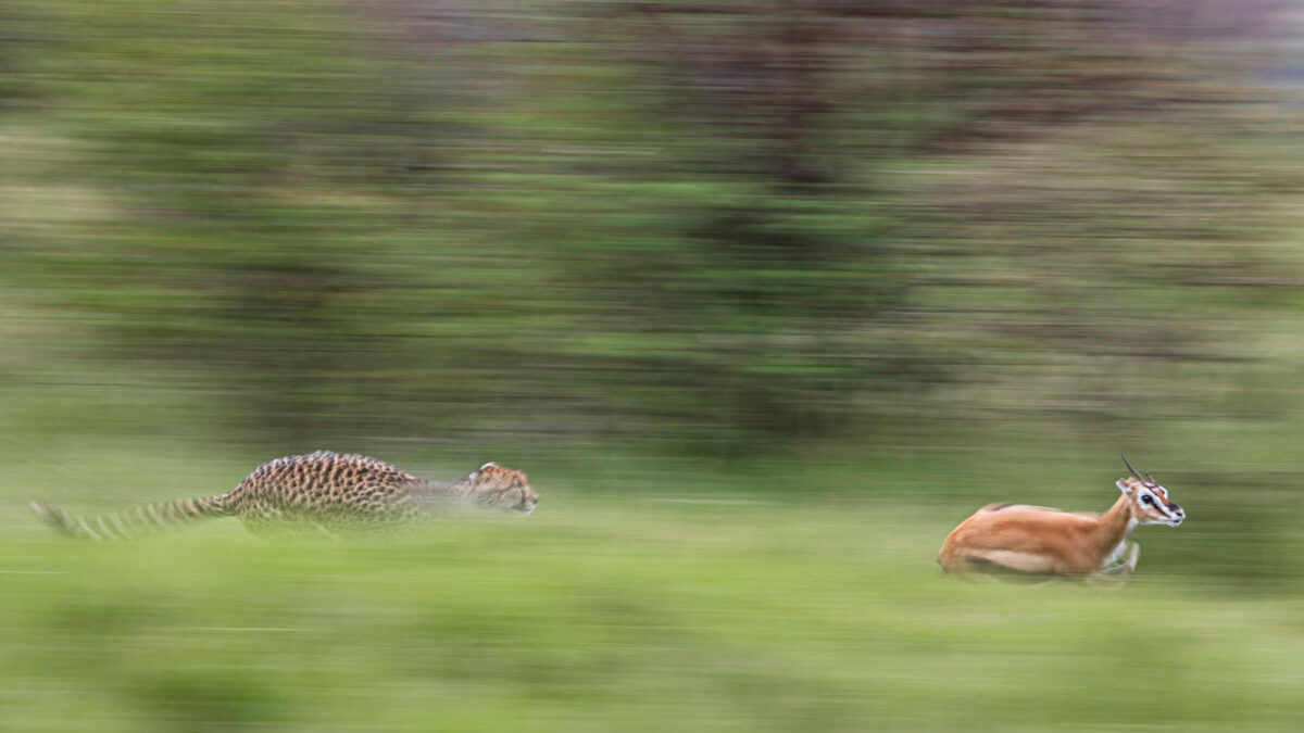 Un guepardo adulto entra en acción en busca de su presa, una joven gacela antílope. (SWNS)