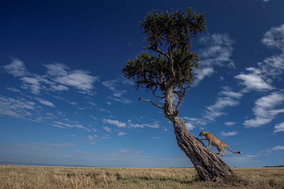 Un guepardo sube a una percha en el Mara. (SWNS)