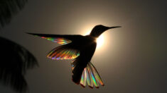 Prisma alado: Fotos premiadas de colibríes y sus alas con efecto arco iris