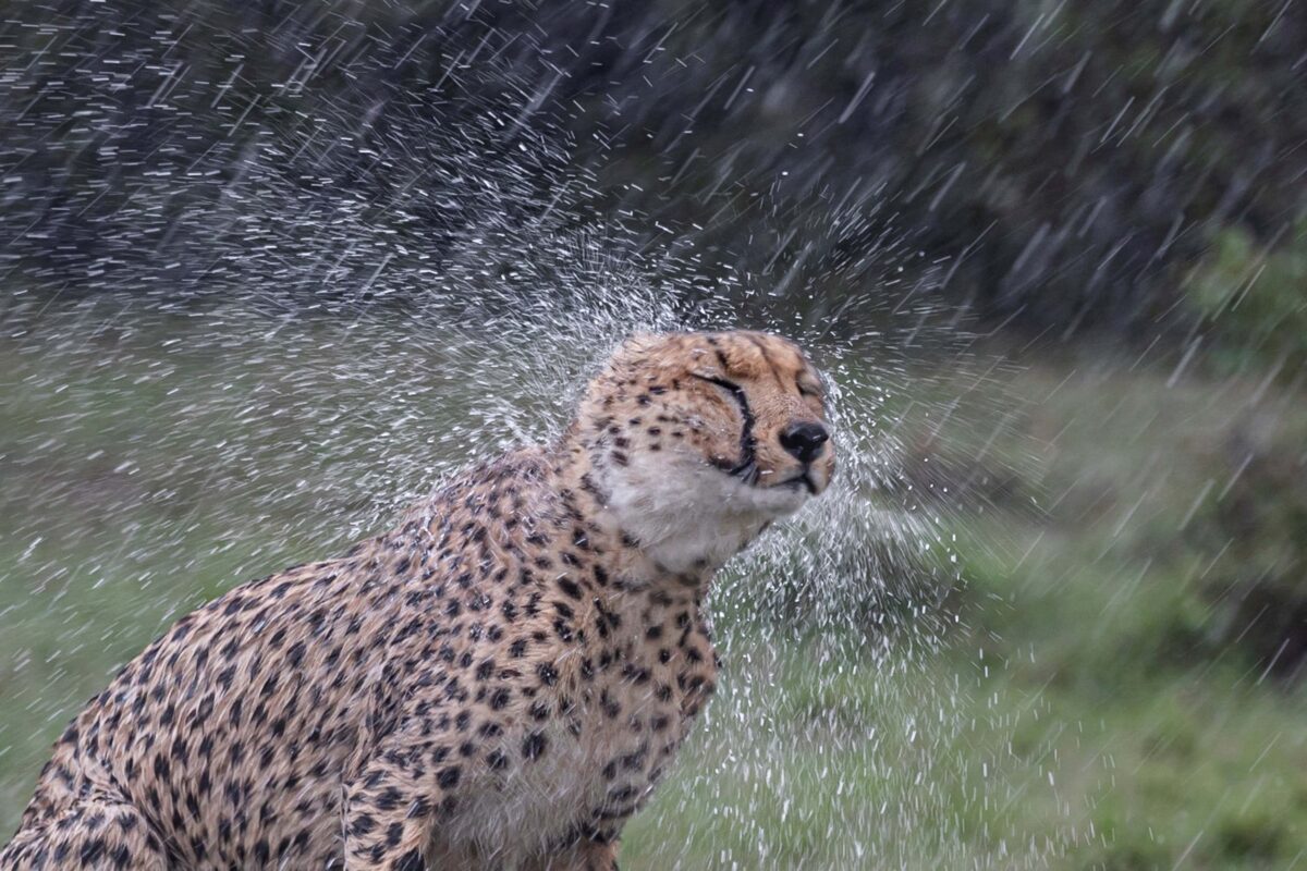 Un guepardo se sacude el agua de su cuerpo después de darse un buen baño. (SWNS)