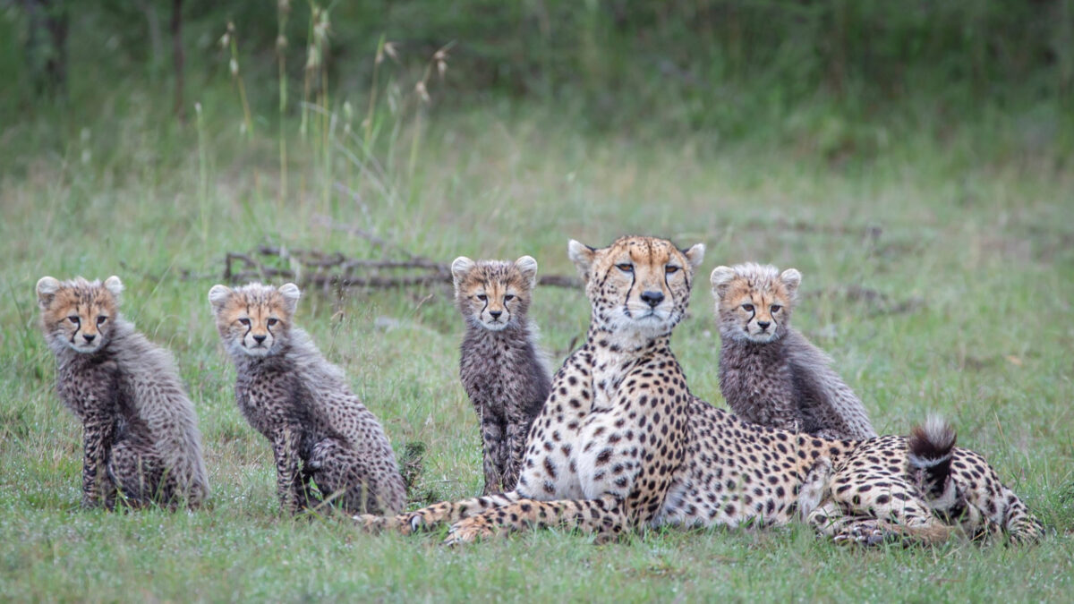  El retrato ordenado de una familia de guepardos alineados, mirando hacia el mismo lugar. (SWNS)