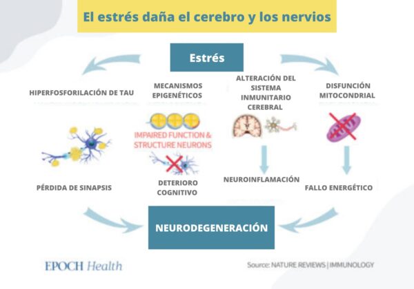 El estrés crónico puede causar neurodegeneración al cambiar la expresión de los genes, lo que provoca una disminución de la función neurocognitiva, atrofia cerebral o demencia. (The Epoch Times)