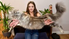 FOTOS: Todo el mundo piensa que este enorme gato de 24.3 libras es un león, y sigue creciendo