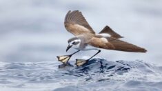 Premios de Fotografía BirdLife muestran la diversidad y magnificencia de las aves de Australia
