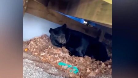 Familia encuentra un oso hibernando bajo la terraza de su patio trasero, ¡y decide no molestarlo!