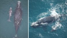 Conozca las primeras crías de ballena franca de la temporada, con 70 madres vivas, ya son muy pocas