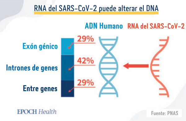 El ARN del SARS-CoV-2 altera el ADN humano. Los exones son la parte del genoma que expresa las proteínas, que afectan al aspecto, el peso, la inmunidad y otras funciones corporales de una persona. (The Epoch Times)