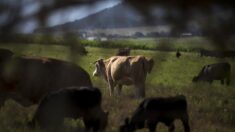 El crimen organizado roba la tranquilidad a ganaderos del norte de México