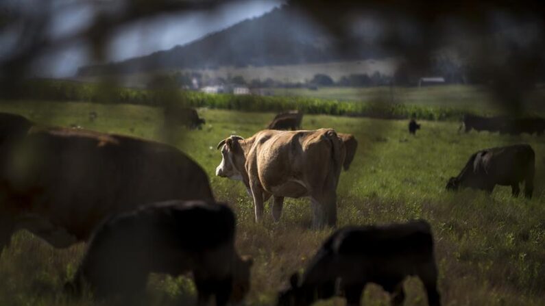 Fotografía de archivo fechada el 10 de junio de 2021, que muestra cabezas de ganado mientras pastan en un rancho en el municipio de Saltillo, en el estado de Coahuila (México). EFE/ Miguel Sierra