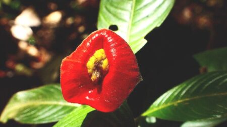 La tropical Psychotria Elata podría ser la planta más besable del mundo